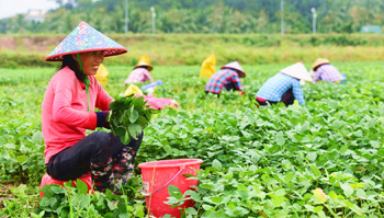 博鰲鎮(zhèn)沙美村：瓊海毛豆種植喜獲豐收 