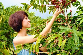 澄邁福山從荒草滿坡到游客紛至，咖啡產(chǎn)業(yè)功不可沒