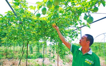 儋州光村鎮(zhèn)百香果產(chǎn)業(yè)讓村民致富