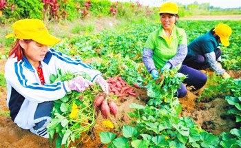 澄邁：農(nóng)業(yè)品牌成為推動鄉(xiāng)村振興的一股重要力量