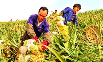 萬(wàn)寧推廣菠蘿標(biāo)準(zhǔn)化種植促進(jìn)菠蘿產(chǎn)業(yè)提質(zhì)增效