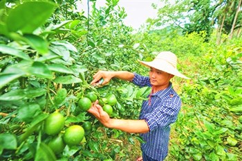 孫明清：從品牌著手把海南檸檬打造成一個大產業(yè)