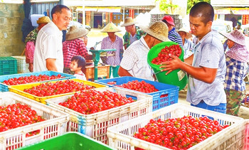 定安圣女果大量上市