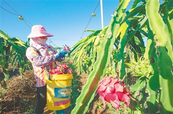 紅明農(nóng)場(chǎng)公司助力海墾優(yōu)質(zhì)農(nóng)副產(chǎn)品找到高端“買家”