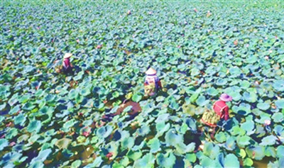 臨高縣皇桐鎮(zhèn)金波村蓮花豐收，村民采蓮忙