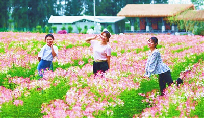 海尾濕地公園五彩斑斕花海美不勝收