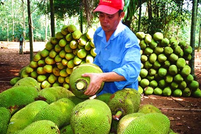 海墾南金農(nóng)場菠蘿蜜產(chǎn)業(yè)發(fā)展前景廣闊