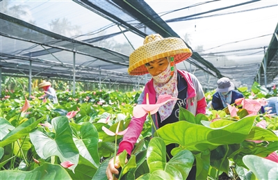 三亞抱前村種植紅掌16萬株，銷往廣州等城市