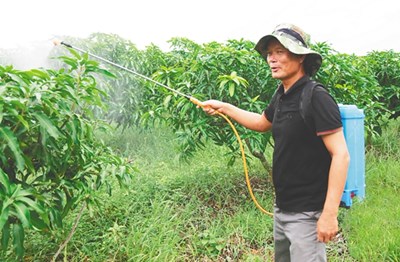 昌江村民符祥文放牛、養(yǎng)魚、種芒果，唱響致富田園牧歌