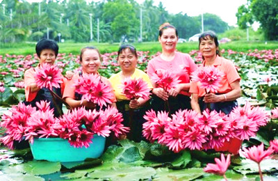 萬寧蓮花讓村民腰包鼓了起來