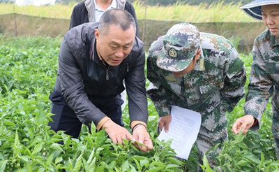 昌江縣農(nóng)技中心為種植戶送去冬季瓜菜防寒技術(shù)