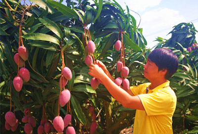 三亞芒果進入采摘旺季，日出島量突破2000噸