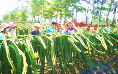 陵水本號鎮(zhèn)打造火龍果產(chǎn)業(yè)，夯實技術提高種植質(zhì)量