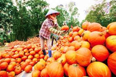 定安紅花嶺50畝貝貝南瓜待售，希望能早點(diǎn)賣(mài)出去