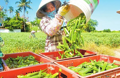 三亞：秋葵進入采摘高峰期，每天大量上市銷售