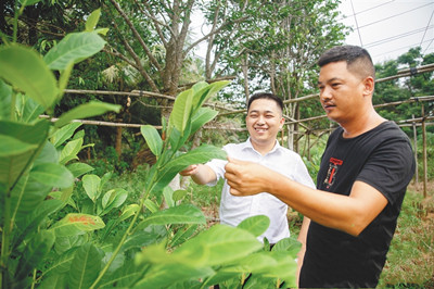 文昌：小額貸款成農(nóng)民致富及時雨 鄉(xiāng)村產(chǎn)業(yè)發(fā)展加油站