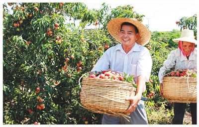 吳開(kāi)茂：選好優(yōu)良品種 打造永興荔枝品牌