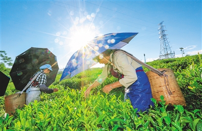 五里路茶韻共享農(nóng)莊帶動茶農(nóng)增收致富