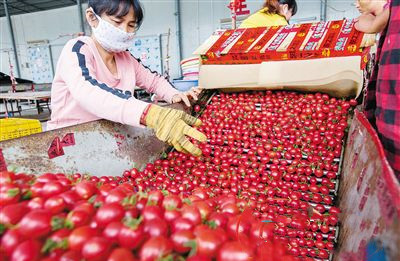 陵水：小小圣女果，闖出大名堂