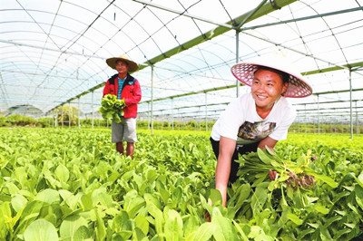 三亞：推進(jìn)常年蔬菜基地建設(shè)，打造常年供應(yīng)的“菜園子”