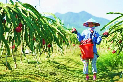 東方：做優(yōu)做強熱帶特色高效農(nóng)業(yè)