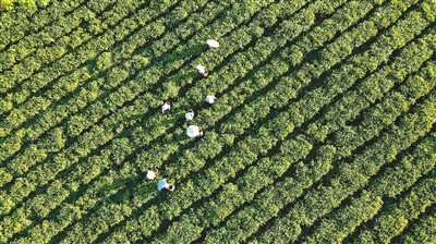 白沙五里路茶韻共享農(nóng)莊：走好有機(jī)茶產(chǎn)業(yè)路