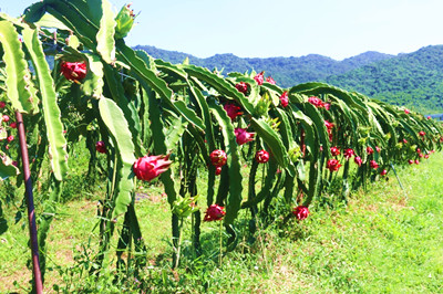 三亞：催生鄉(xiāng)村振興新業(yè)態(tài)，實現(xiàn)農(nóng)業(yè)全鏈條拓展升級