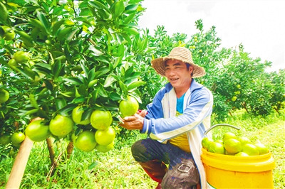 白沙和海墾龍江農(nóng)場(chǎng)公司加快“白沙紅橙”區(qū)域品牌創(chuàng)建