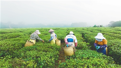 海墾“白沙”綠茶早春茶開采，較內(nèi)地茶區(qū)早兩三個(gè)月