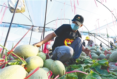 樂東佛羅鎮(zhèn)大棚哈密瓜種植4.8萬畝豐收在望