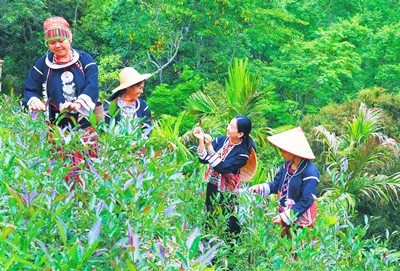 走進早春的五指山，去品一品這五指山的早春之茶