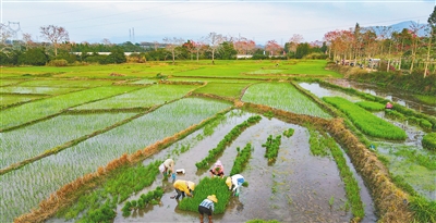 昌江排岸村村民加緊進(jìn)行早稻種植