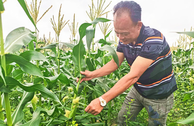 陵水三才鎮(zhèn)水果玉米迎來豐收，將擴(kuò)大種植面積