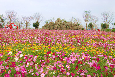 昌江聚源花卉基地成為旅游打卡地