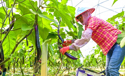 海口馬坡洋蔬菜基地新品種長茄迎來大豐收，可采摘8個月