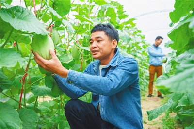 樂東佛羅鎮(zhèn)種植蜜瓜20萬畝，行情非常好