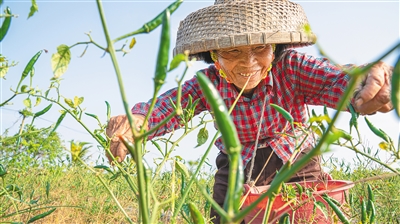 文昌：數(shù)千畝撂荒地全部復(fù)耕，農(nóng)民收益節(jié)節(jié)攀升