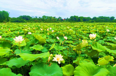 臨高：致富蓮花開滿塘 鄉(xiāng)村振興產(chǎn)業(yè)旺