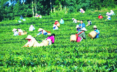 白沙：守住一片茶香 謀求多方共贏