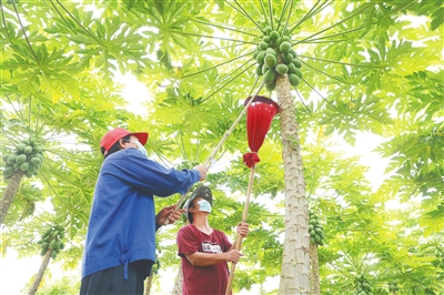 樂東打通農(nóng)產(chǎn)品上市的運(yùn)輸渠道，確保農(nóng)產(chǎn)品上市