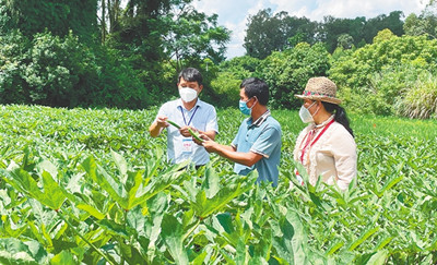 儋州：確保不誤農時，保障農業(yè)及時復工復產