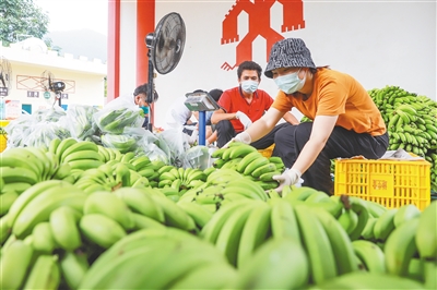 三亞天涯區(qū)臺樓村：香蕉銷路難得到解決