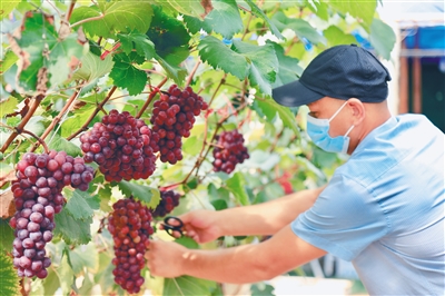 昌江：有機葡萄“甜蜜”上市，多個葡萄品種試種成功 