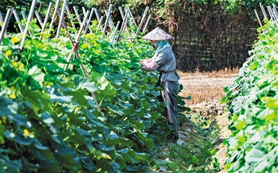 三亞主動對接島外批發(fā)市場，確保冬季瓜菜銷售