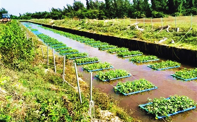 文昌：河流水域種植空心菜、水芹菜等成本低、效果好