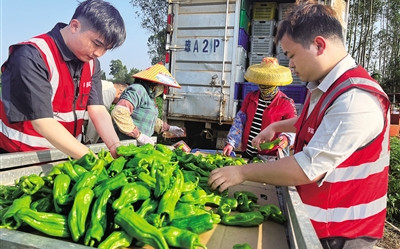 儋州青泡椒搭乘拼多多“暖冬行動”銷售專車