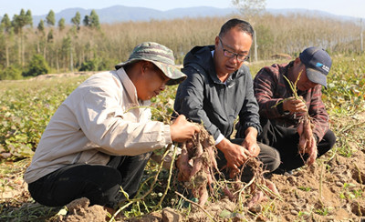 昌江保突村安納芋地瓜迎來了豐收期