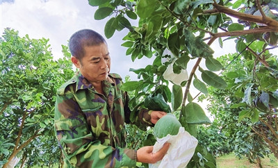 臨高：身價狂飆成柚中生態(tài)種植蜜柚“出圈”