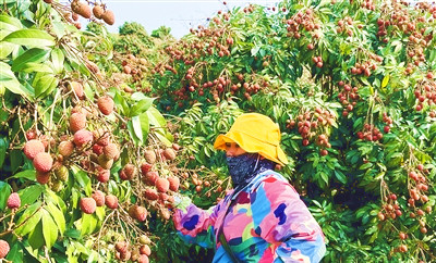 萬沖鎮(zhèn)300畝新品種荔枝“桂花香”開始采摘，全國首批上市