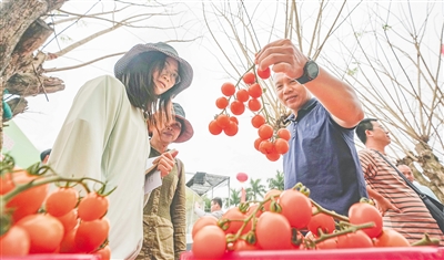 海南省農(nóng)科院蔬菜研究所在澄邁舉辦新品種展示觀摩會